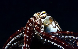 Mimic octopus by Reidar Opem 